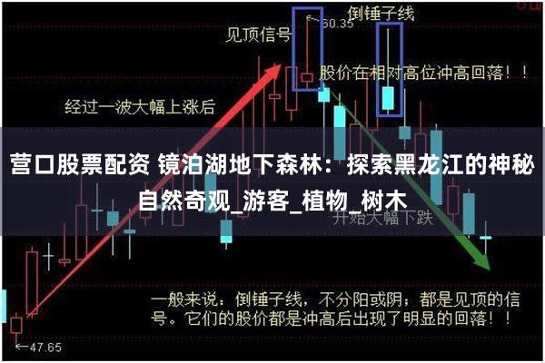 营口股票配资 镜泊湖地下森林：探索黑龙江的神秘自然奇观_游客_植物_树木